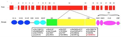 Retrospective Diagnosis of a Novel ACAN Pathogenic Variant in a Family With Short Stature: A Case Report and Review of the Literature